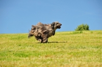 Picture of Bergamasco running