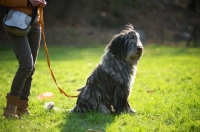 Picture of Bergamasco shepherd sitting in a field with owner