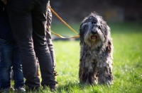 Picture of Bergamasco shepherd standing in a field near a group of people