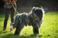 Picture of Bergamasco shepherd standing in a field