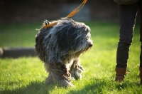 Picture of Bergamasco shepherd walking on lead in a field