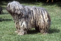 Picture of bergamasco showing correct matted coat