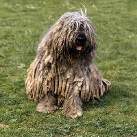 Picture of bergamasco sitting on grass