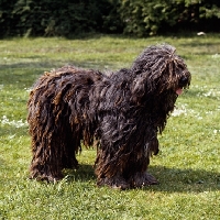 Picture of bergamasco standing on grass