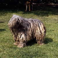 Picture of bergamasco standing on grass