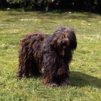 Picture of bergamasco standing on grass