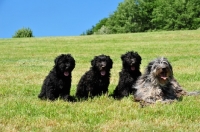 Picture of Bergamasco with puppies