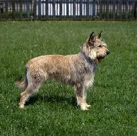 Picture of berger de picardy , picardy sheepdog, standing