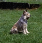 Picture of berger de picardy on grass