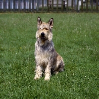 Picture of berger de picardy, picardy sheepdog, sitting on grass