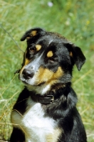 Picture of Berger des Alpes, also known as berger des savoie, herding dog of the French Alps
