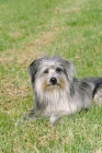 Picture of berger des pyrenees a poil long, longhaired, lying on grass