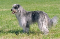 Picture of berger des pyrenees a poil long showing typical "cadenettes" corded coat at hindquarters