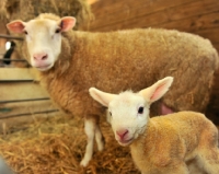 Picture of Berichon with her lamb