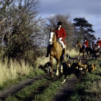 Picture of berks and bucks drag hunt, riders walking down lane with hounds