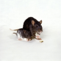 Picture of berkshire pet rat with baby, both eating holding food in front paws