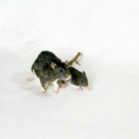 Picture of berkshire pet rat with baby,