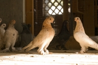 Picture of Berliner Shortface pigeons in barn