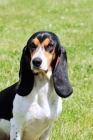 Picture of Berner Niederlaufhund (aka Small Swiss Hound), portrait