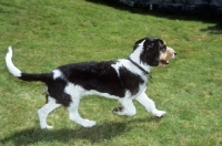 Picture of berner niederlaufhund, rauhaar, trotting across grass