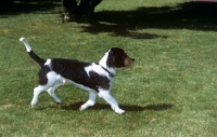 Picture of berner niederlaufhund, rauhaar, trotting across grass