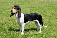 Picture of Berner Niederlaufhund (small swiss hound), side view