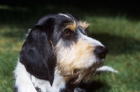 Picture of berner niederlaufhund wirehaired,  portrait
