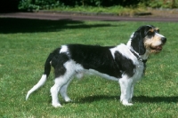 Picture of berner niederlaufhund wirehaired,