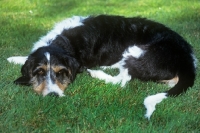 Picture of berner niederlaufhund wirehaired, lying on grass