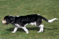 Picture of berner niederlaufhund wirehaired, walking across grass