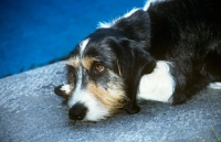 Picture of berner niederlaufhund wirehaired (aka small swiss hound)head on paw, looking sad