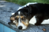 Picture of berner niederlaufhund wirehaired, portrait