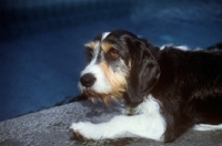 Picture of berner niederlaufhund wirehaired portrait