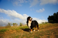 Picture of Bernese Mountain Dog (aka Berner Sennenhund) standing on grass