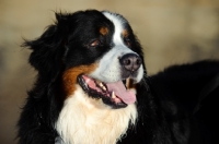 Picture of Bernese Mountain Dog (aka Berner Sennenhund) head study