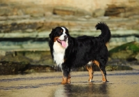 Picture of Bernese Mountain Dog (aka Berner Sennenhund) near rocks