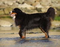 Picture of Bernese Mountain Dog (aka Berner Sennenhund) walking in water
