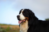 Picture of Bernese Mountain Dog (aka Berner Sennenhund)