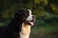 Picture of Bernese Mountain Dog (aka Berner Sennenhund) looking ahead
