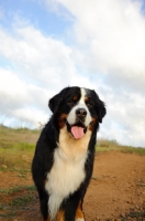 Picture of Bernese Mountain Dog (aka Berner Sennenhund)