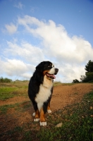 Picture of Bernese Mountain Dog (aka Berner Sennenhund)