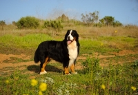 Picture of Bernese Mountain Dog (aka Berner Sennenhund) in field