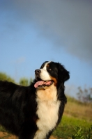 Picture of Bernese Mountain Dog (aka Berner Sennenhund) looking away