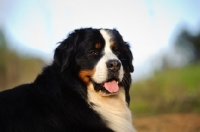 Picture of Bernese Mountain Dog (aka Berner Sennenhund)