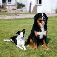 Picture of bernese mountain dog and  cross bred collie