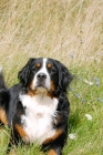 Picture of Bernese Mountain Dog (Berner Sennenhund) on grass