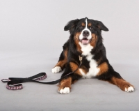 Picture of Bernese Mountain Dog (Berner Sennenhun) lying down