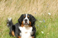 Picture of Bernese Mountain Dog (Berner Sennenhund) on grass