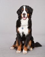 Picture of Bernese Mountain Dog (Berner Sennenhun) on grey background, sitting down