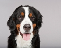 Picture of Bernese Mountain Dog (Berner Sennenhun) on grey background